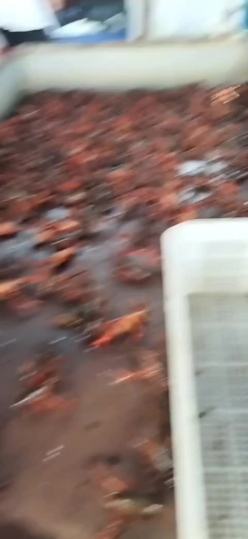 小龙虾