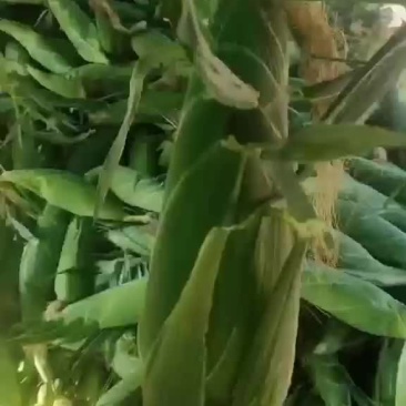 云南水果新鲜玉米太阳花甜翠