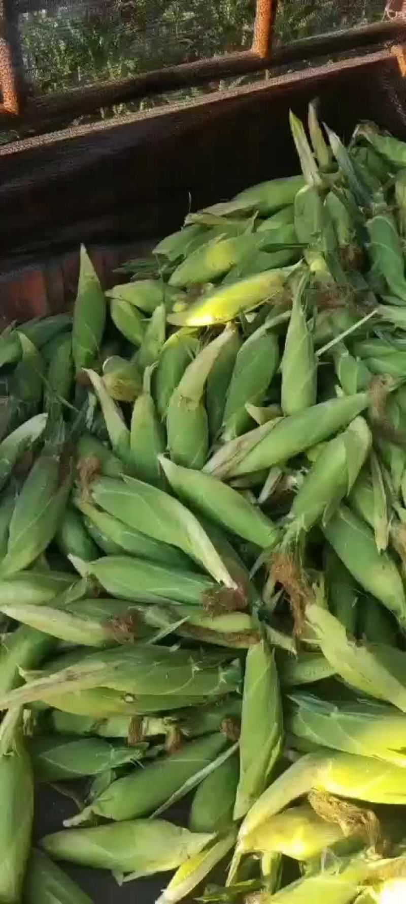 云南水果新鲜玉米太阳花甜翠