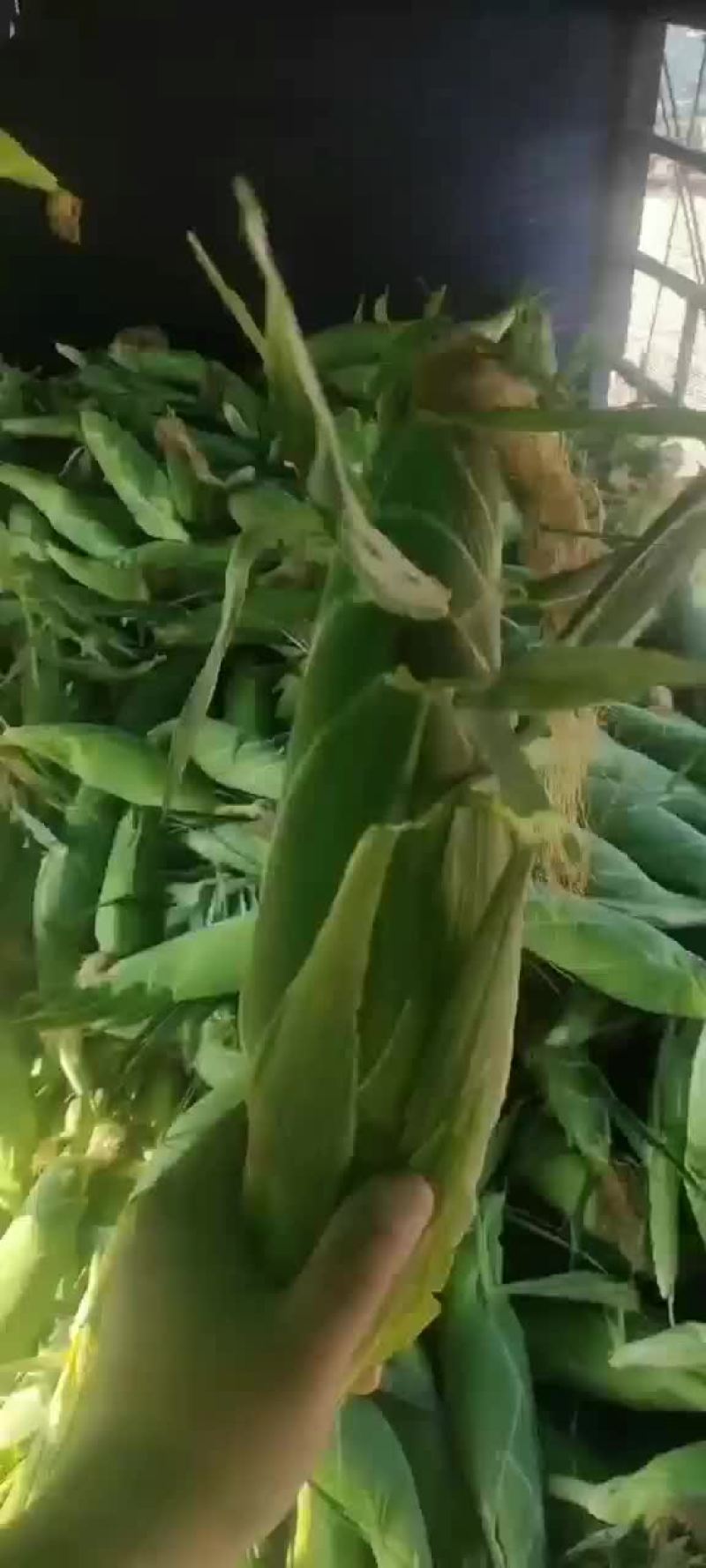 云南水果新鲜玉米太阳花甜翠