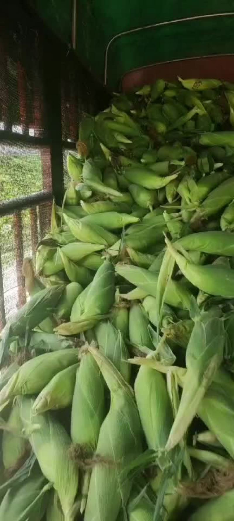 云南水果新鲜玉米太阳花甜翠