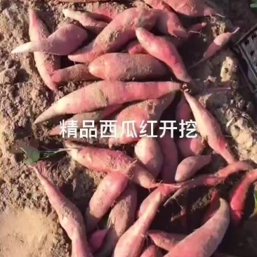 六鳌蜜薯大量上市中