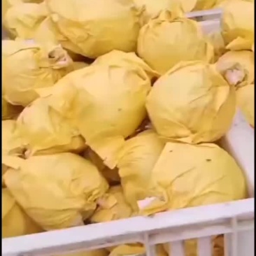 套袋翠玉梨