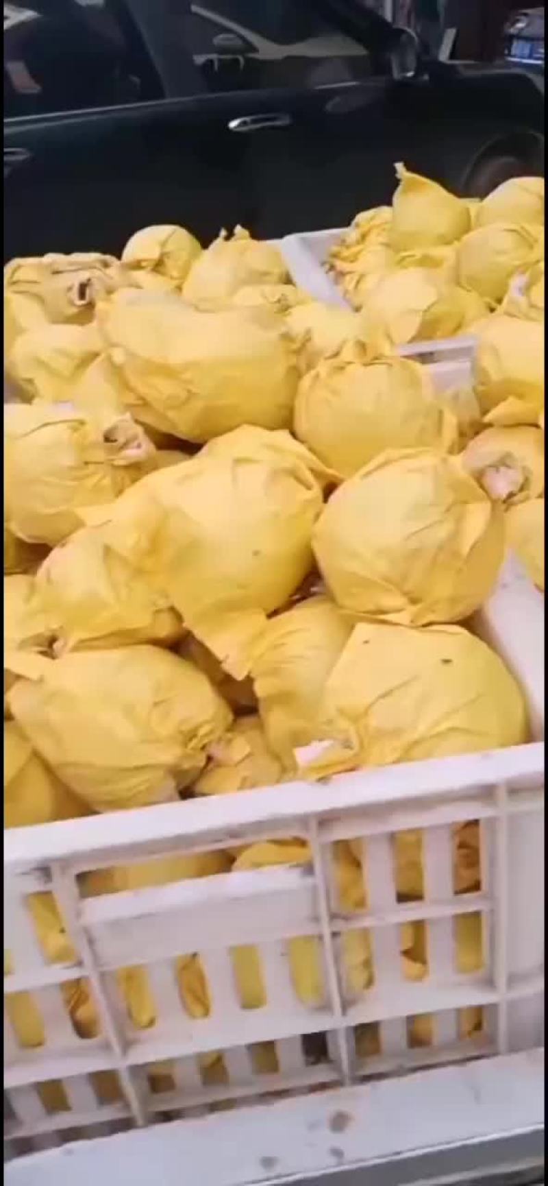 套袋翠玉梨