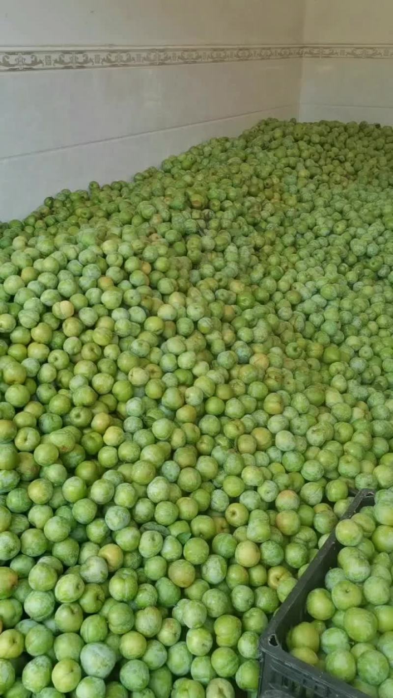 纯甜高山奈李