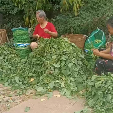 毛豆