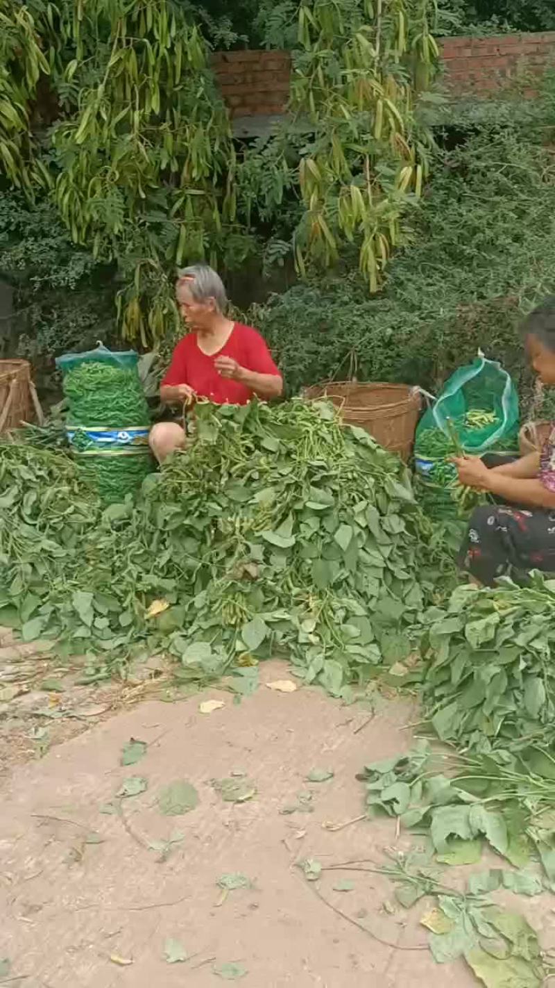 毛豆