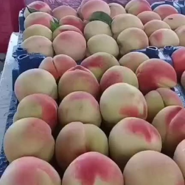 沙芽红