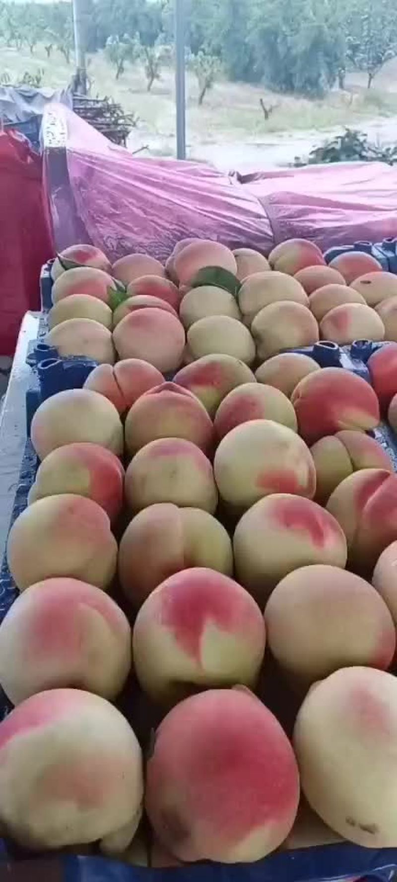 沙芽红