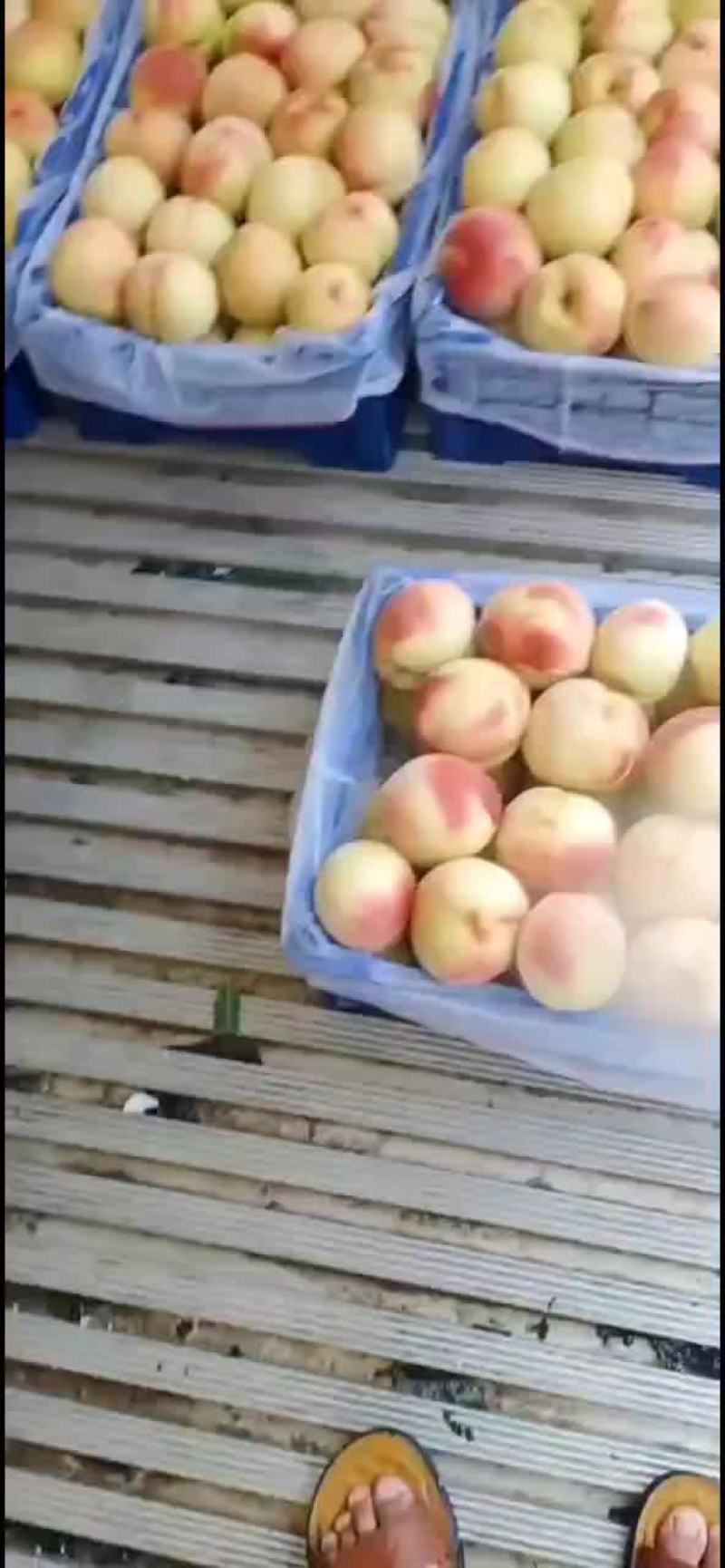 沙芽红