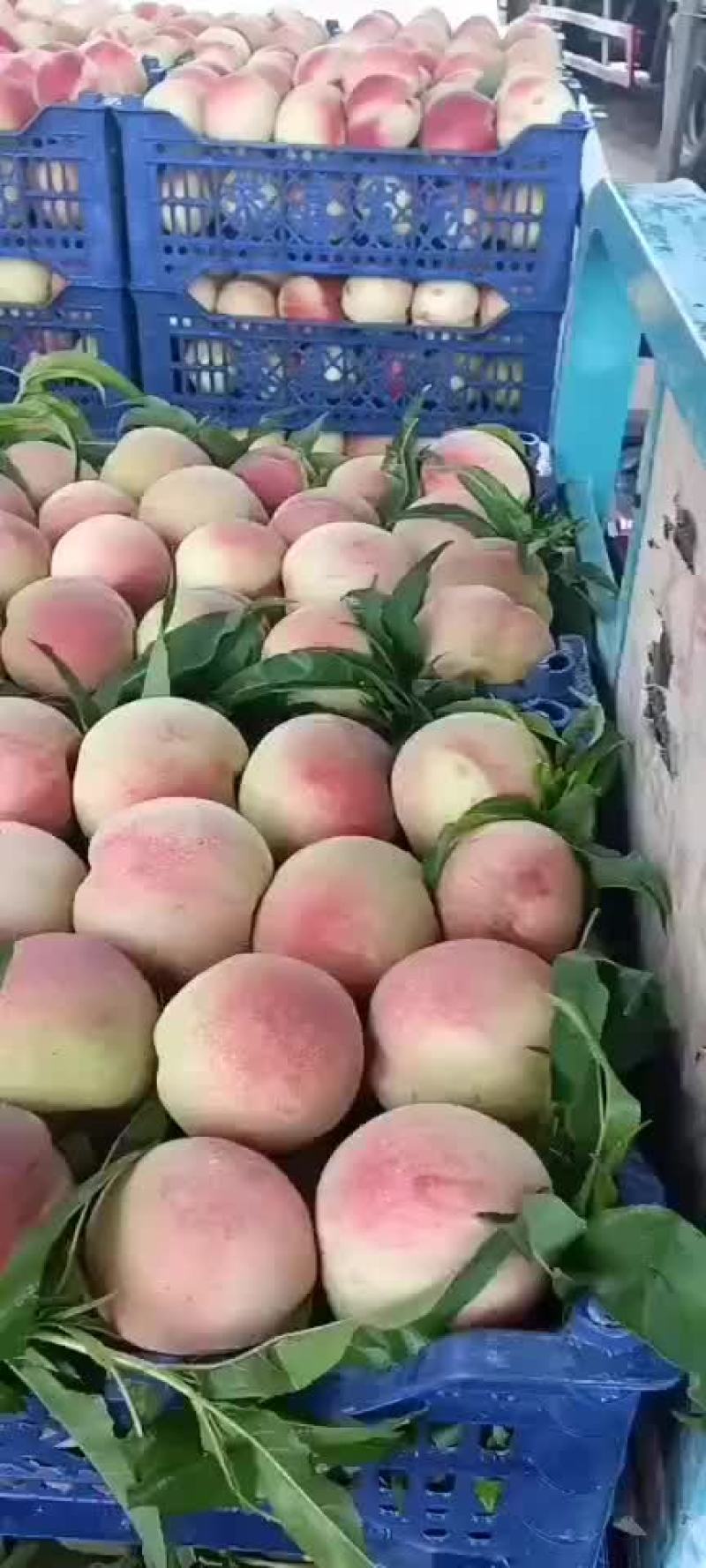 沙芽红