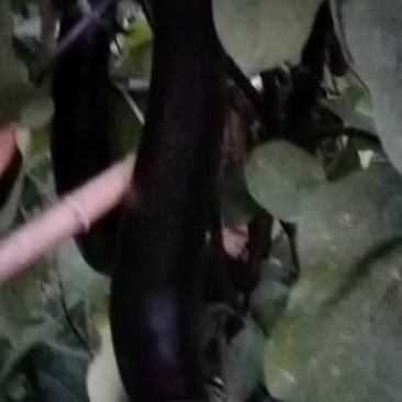 茄子