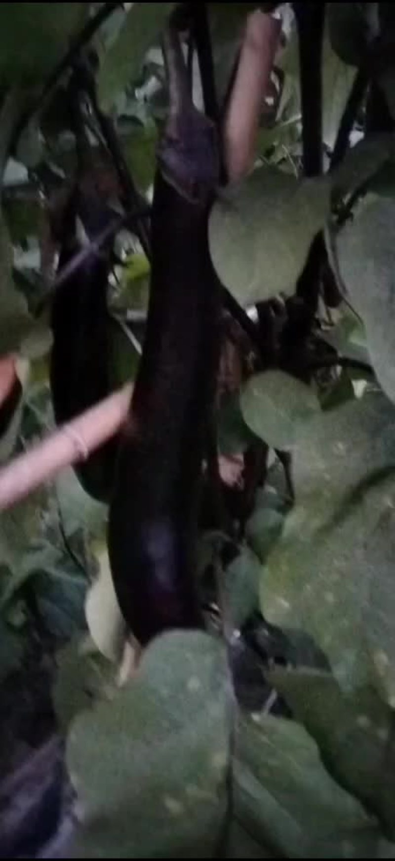 茄子