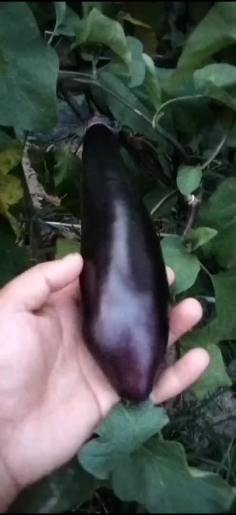 茄子