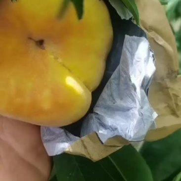 黄金蟠