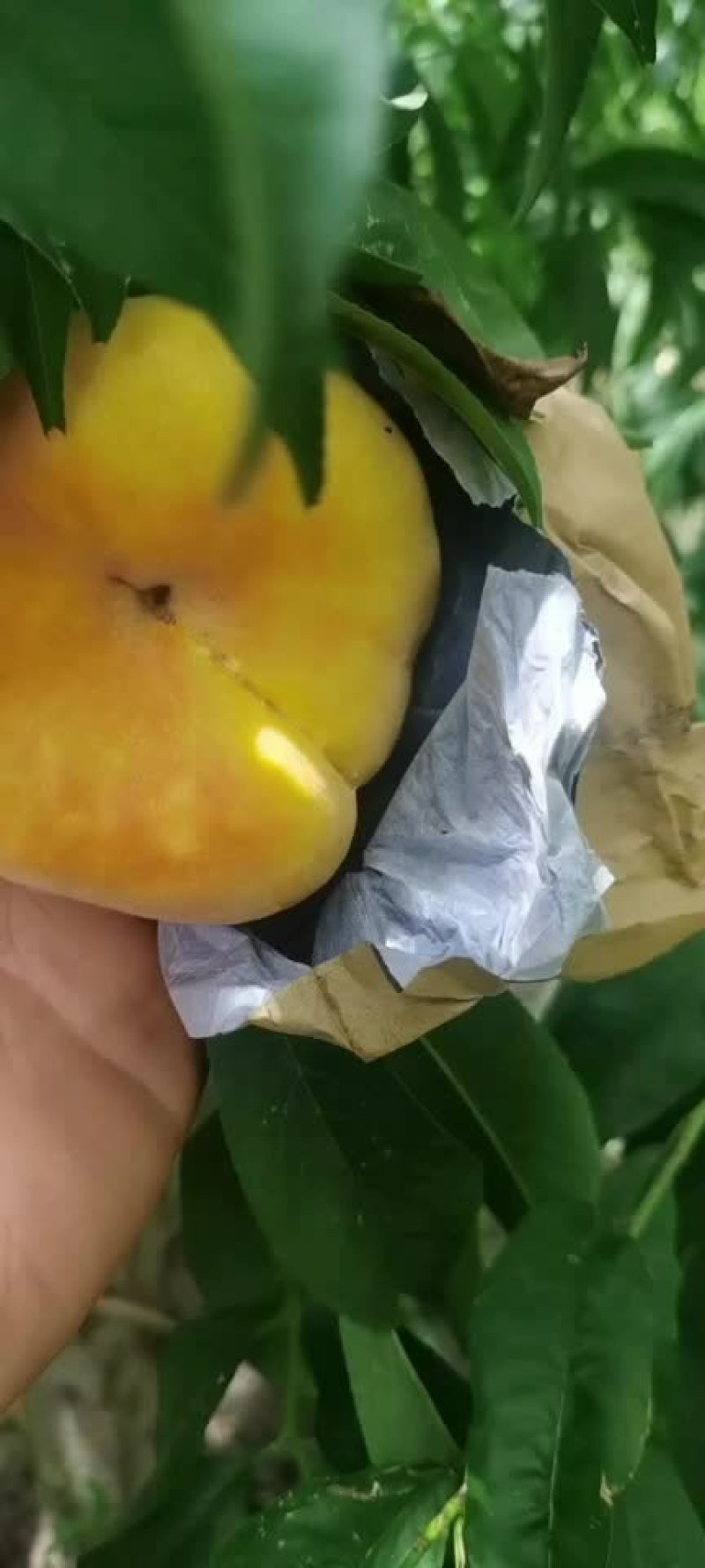 黄金蟠