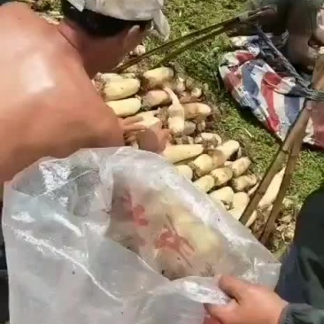 莲藕，红芽莲藕，莲藕白嫩，条形直，个头大，藕节长润！