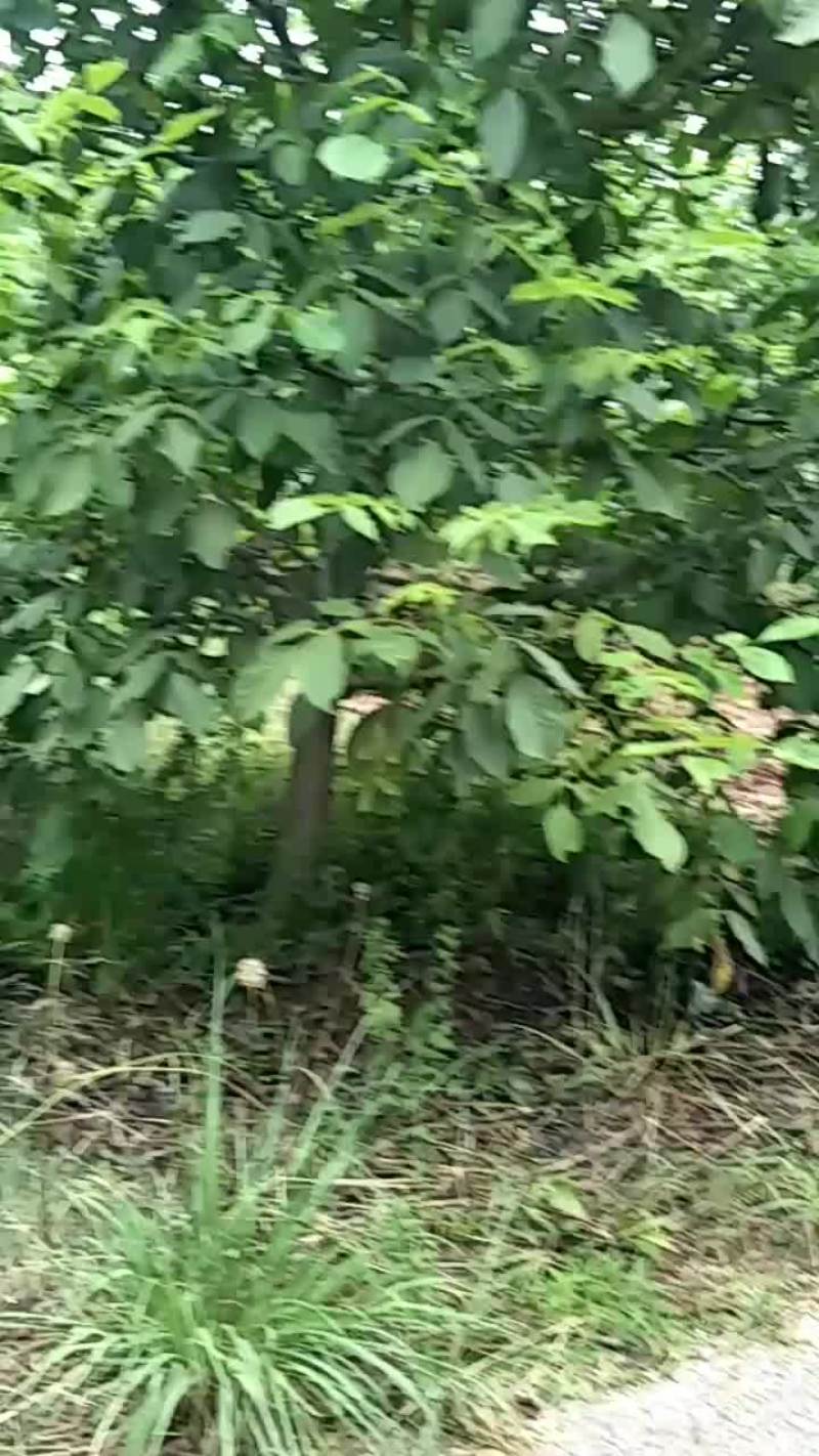 青皮核桃大量上市，需要的速度预定