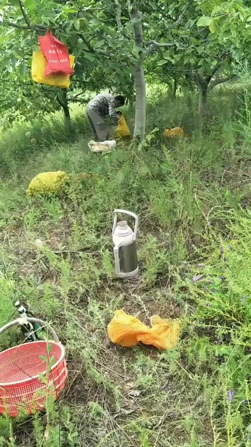 青皮核桃大量上市，需要的速度预定