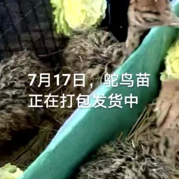 鸵鸟蛋