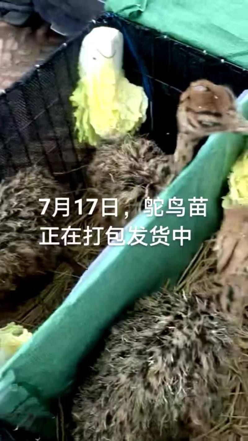 鸵鸟蛋