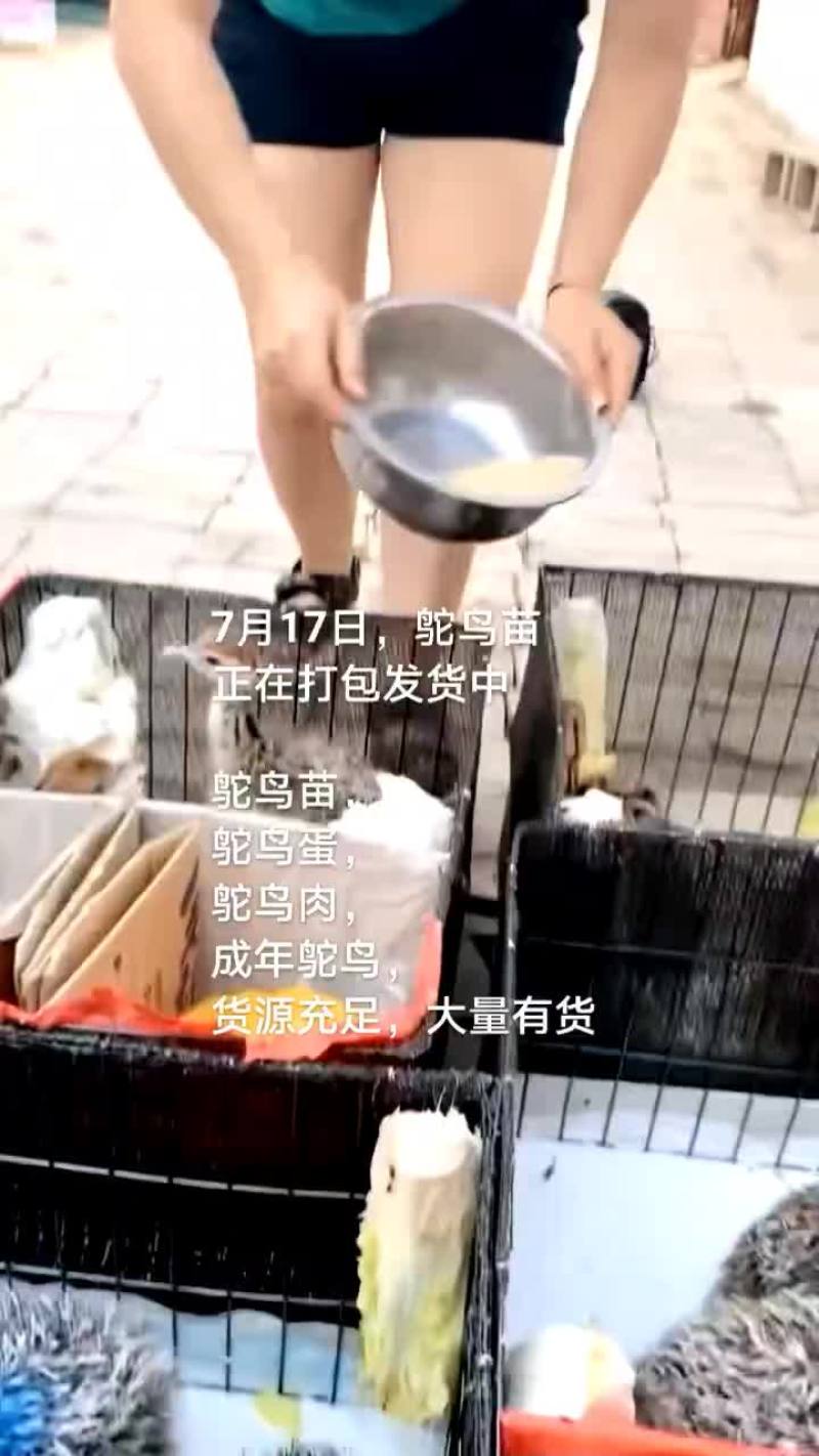 鸵鸟蛋