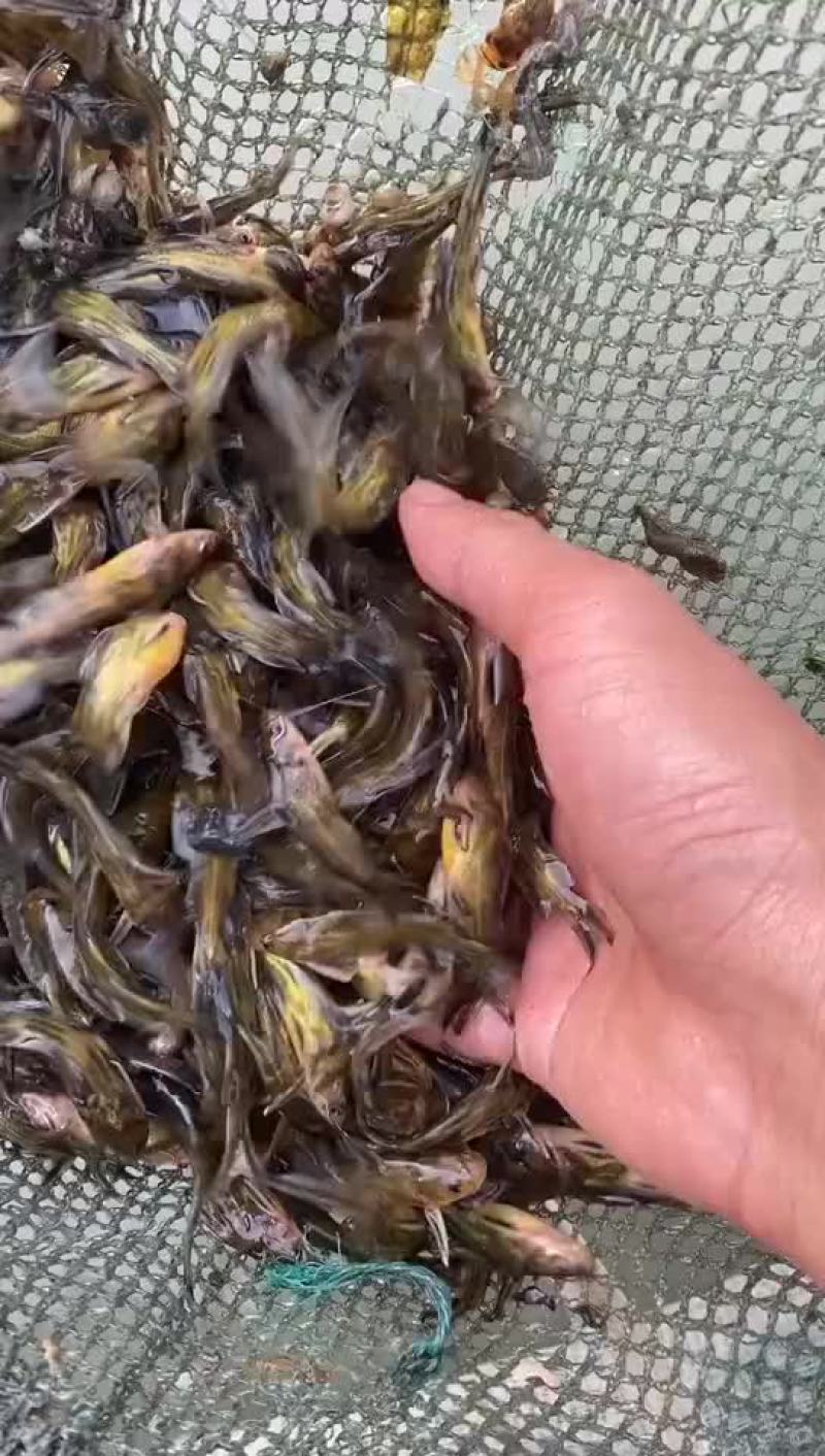 黄颡鱼苗，黄骨鱼苗，今年新品种鱼苗