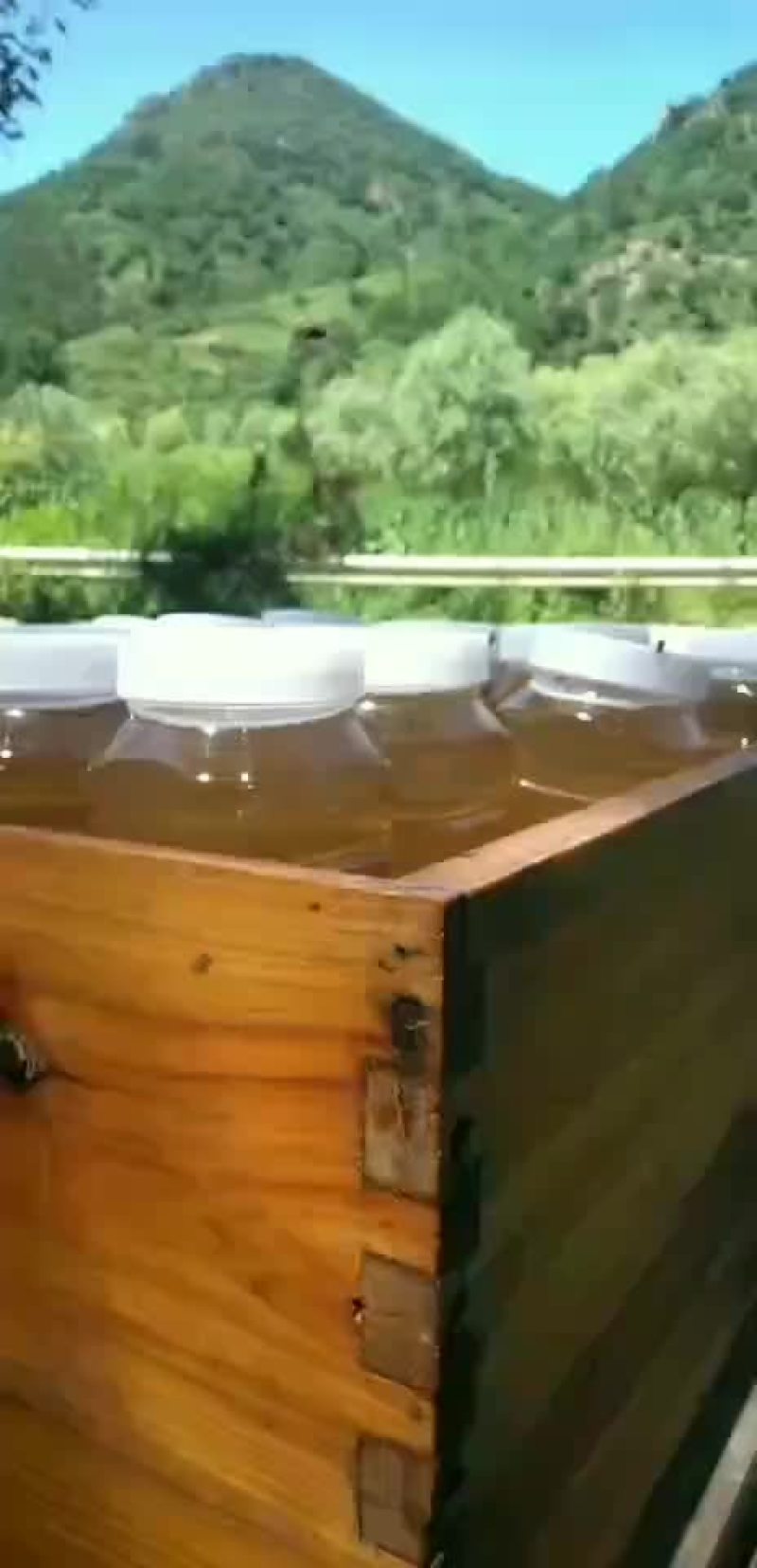 荆条蜜