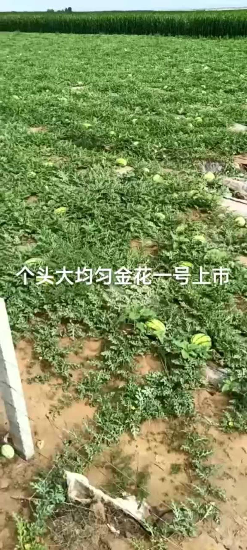 金花一号