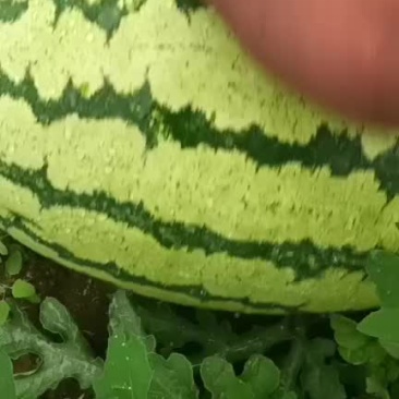 金花一号