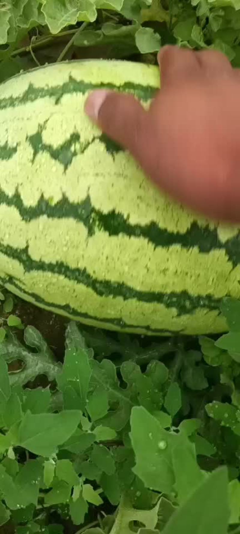 金花一号