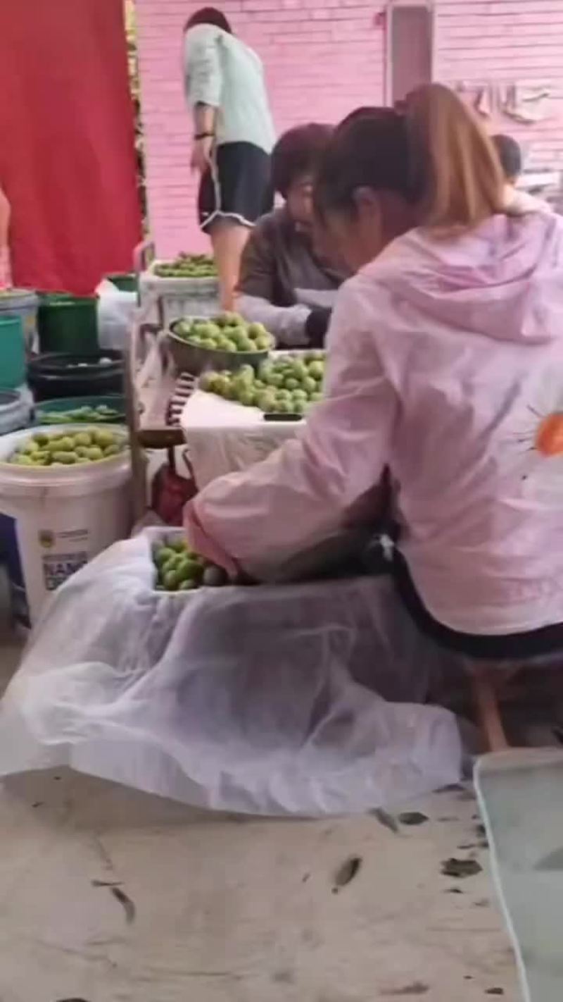 青脆李子产地青脆李子价格青脆李子批发