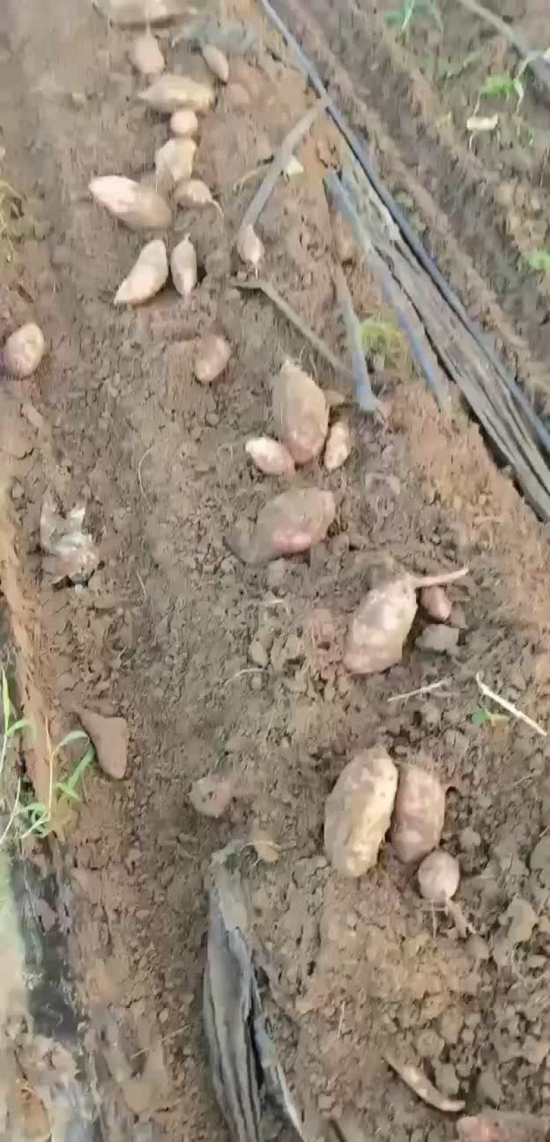 河北红薯🍠