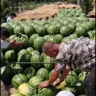 吉林瓜大量上市，欢迎全国老板来寻