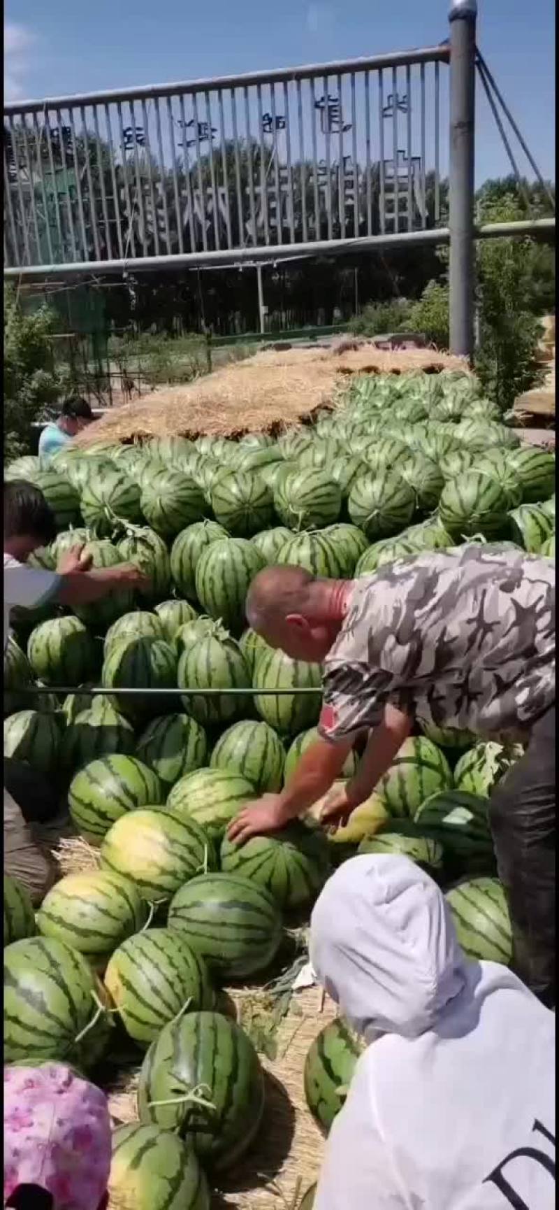 吉林瓜大量上市，欢迎全国老板来寻