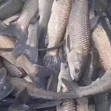 大小规格青鱼