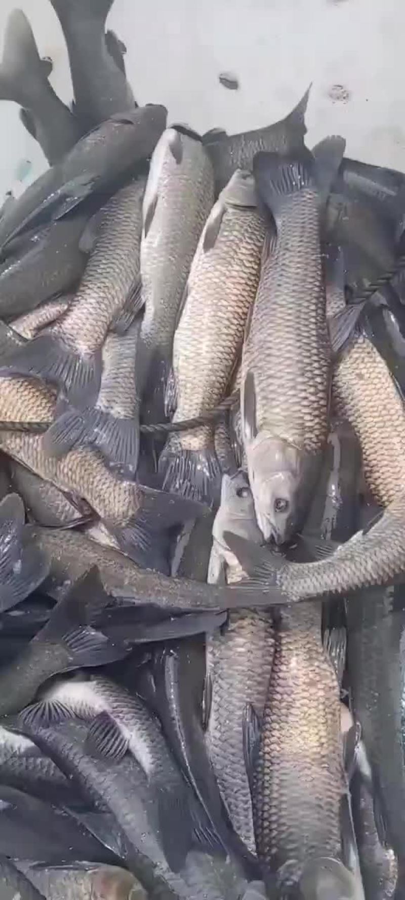 大小规格青鱼