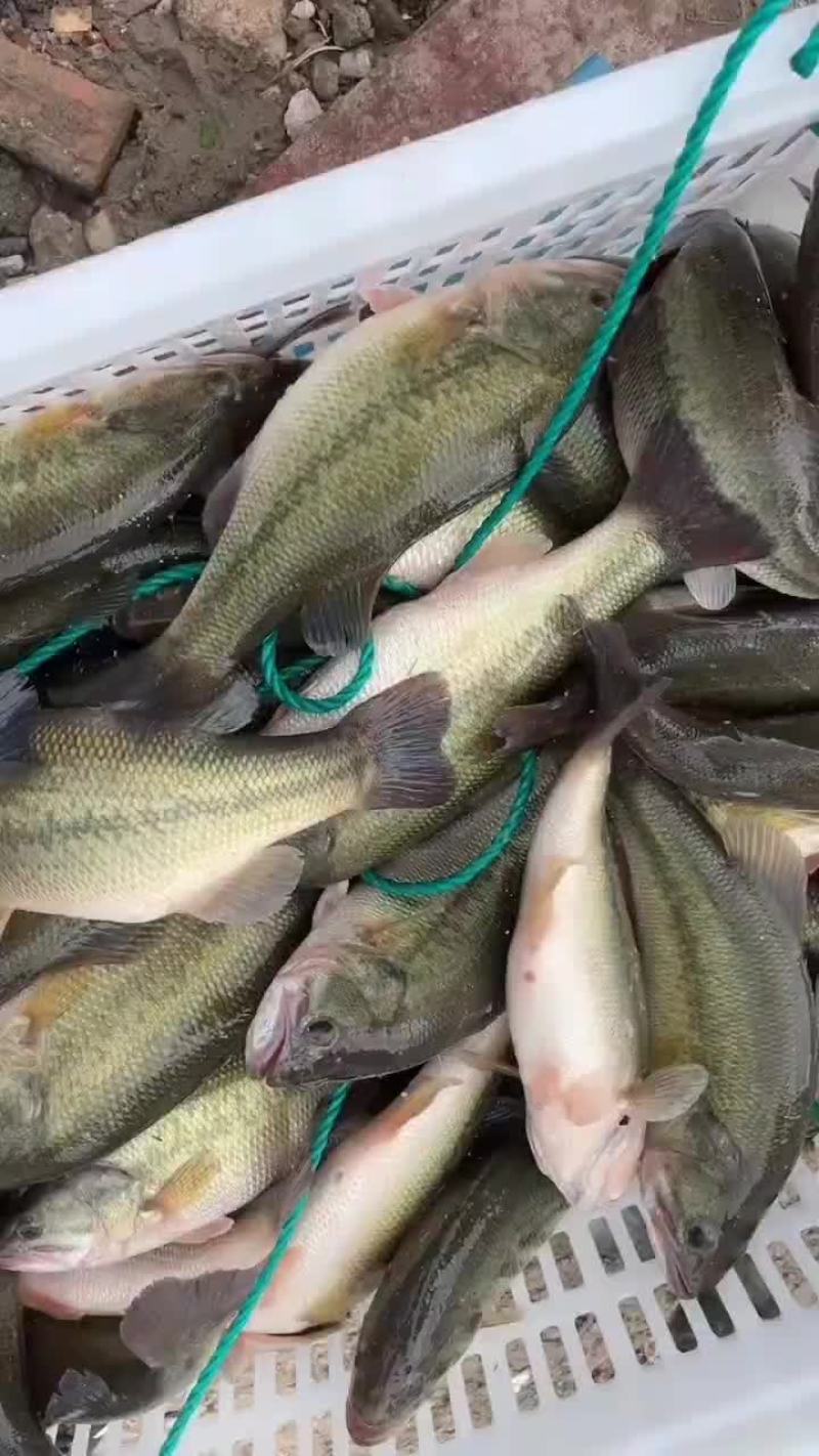 鲈鱼大小规格