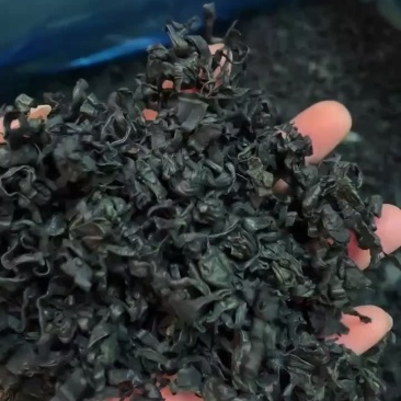 【热卖】精选大个裙带菜，产地直供，全国发货，质量保证