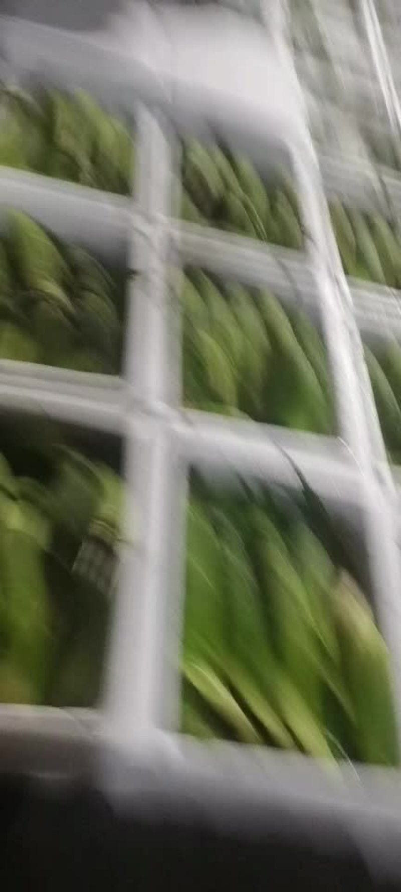 云南水果新鲜玉米太阳花甜翠