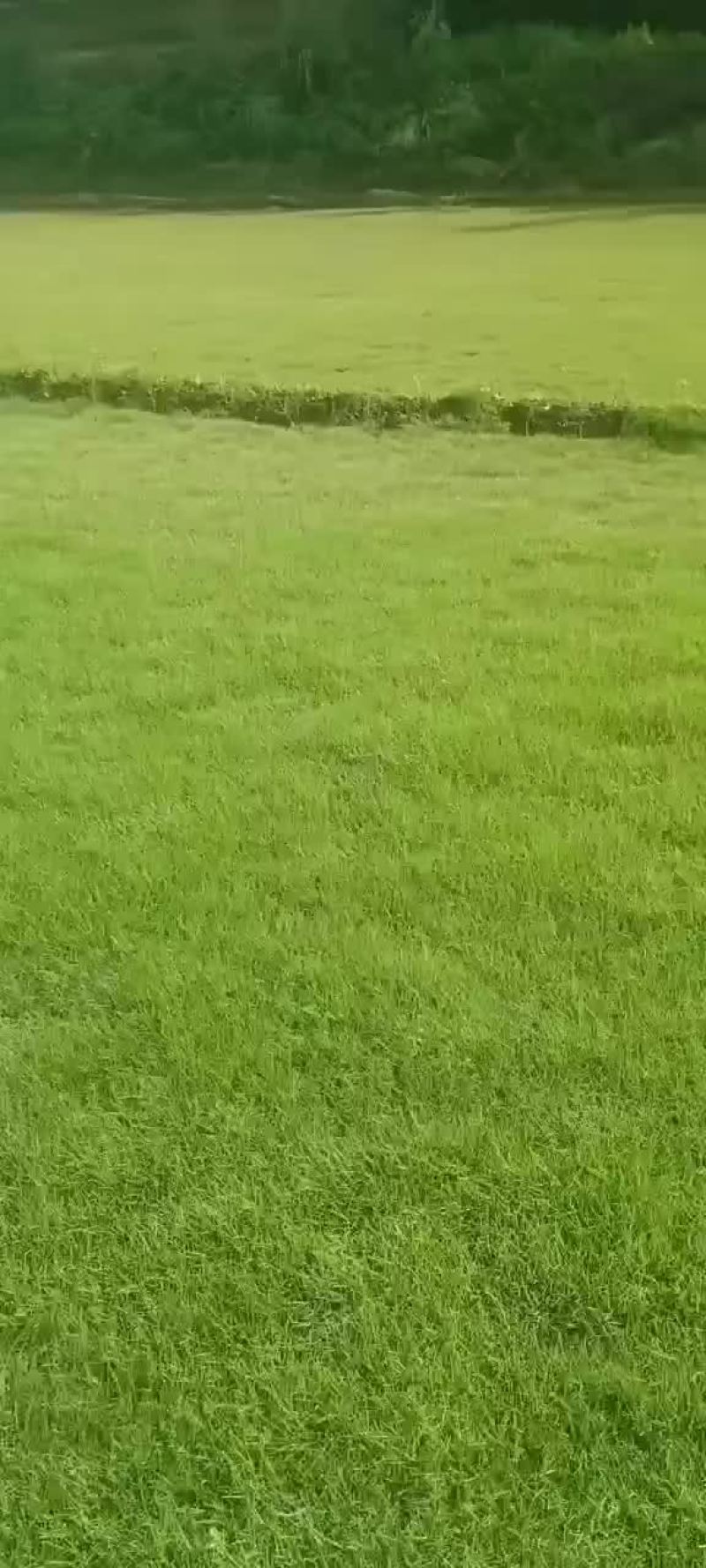 草皮
