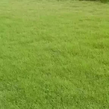 草皮