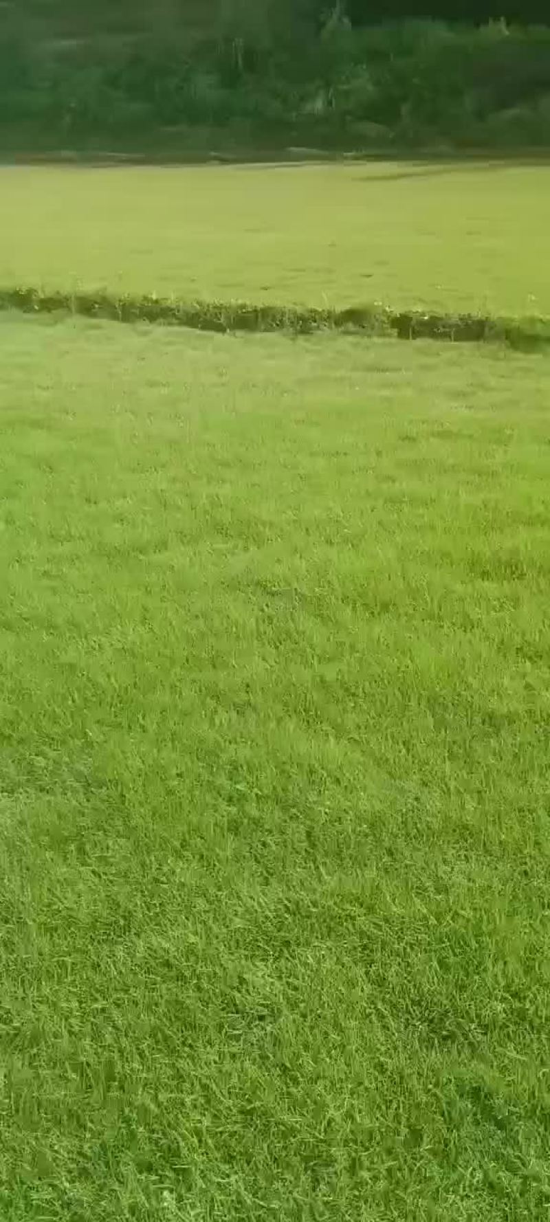 草皮