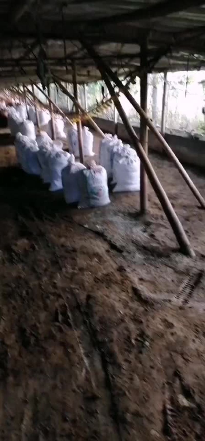 鸡粪