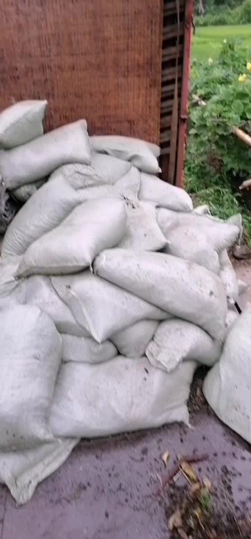 羊粪