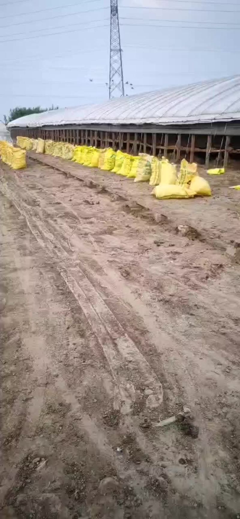 鸭粪