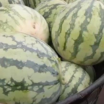 麒麟西瓜