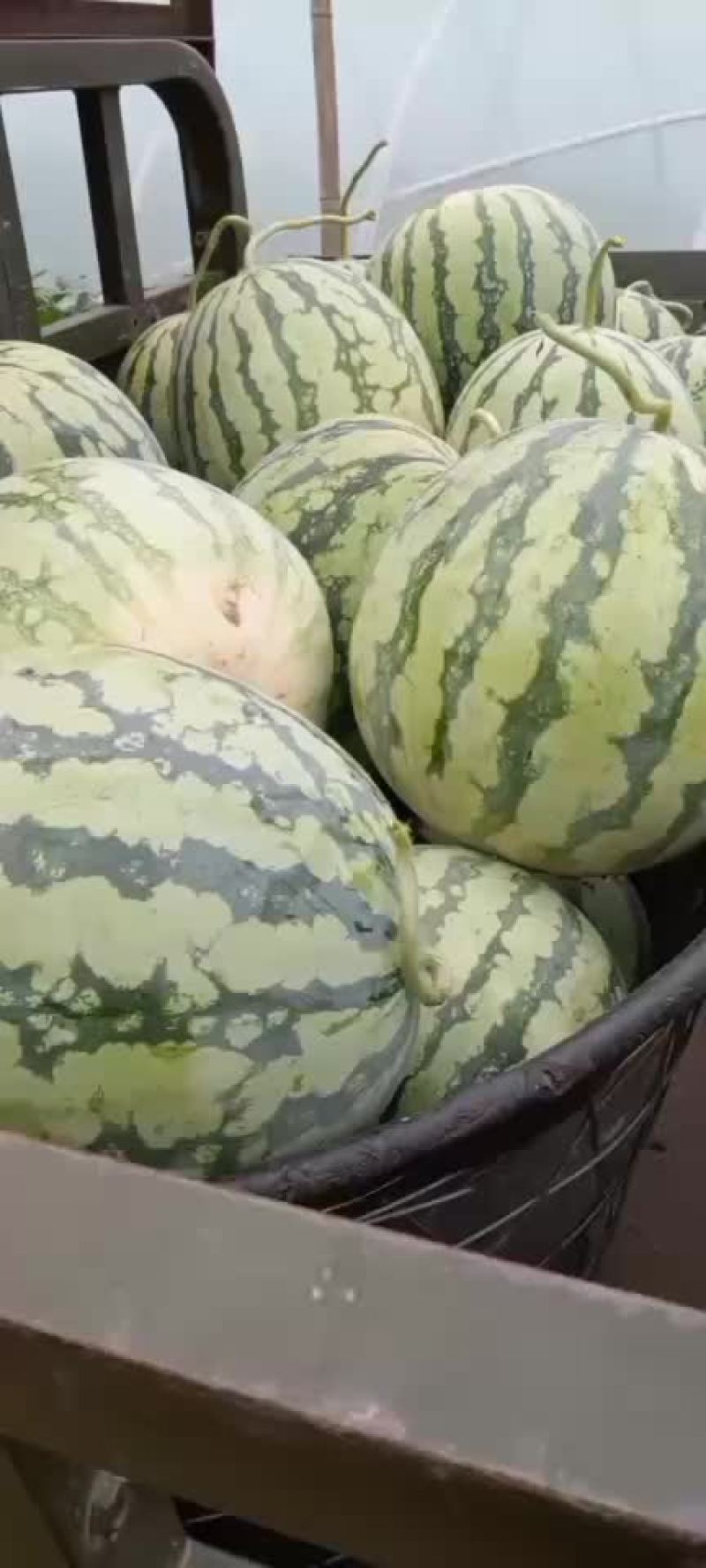麒麟西瓜