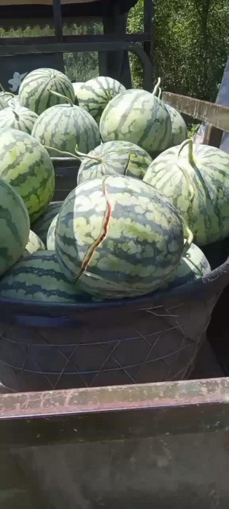 麒麟西瓜