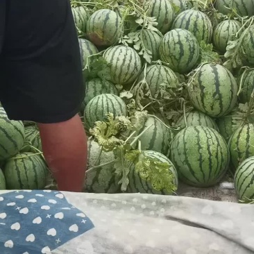 陆地小京欣，